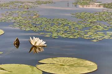 Image showing White Water Lily