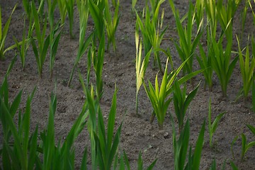 Image showing Agricultural field with plants