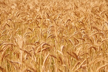 Image showing Wheat field detail