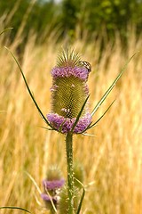 Image showing Wild plant, teasel