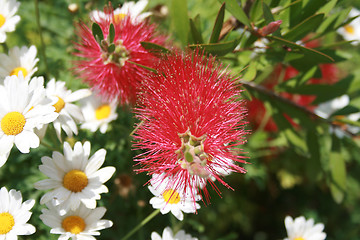 Image showing spring colors