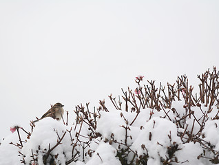 Image showing Female house sparrow on top of snow-covered verbascum bush