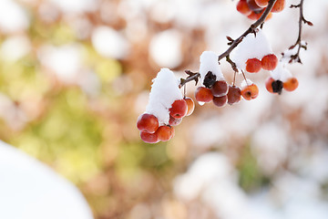 Image showing Clusters of red crab apples on branch, covered in snow