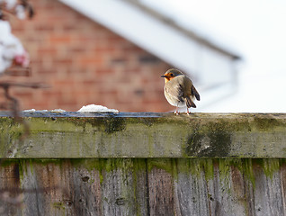 Image showing Robin with puffed up plumage in cold winter weather