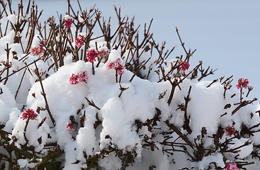 Image showing Pink viburnum flowers covered in fresh snow