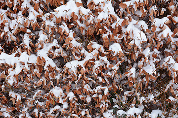 Image showing Beech hedge covered in fresh snow 