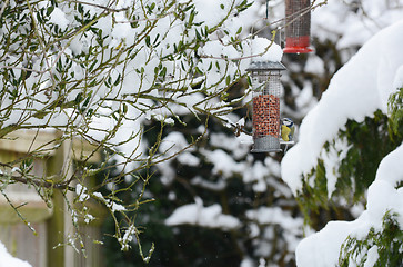 Image showing Blue tit takes peanuts from bird feeder in winter