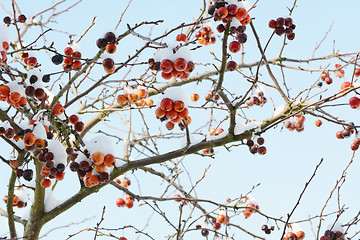 Image showing Crab apple tree with red fruit covered in snow