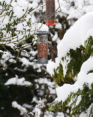 Image showing Starling feeding from peanut feeder in winter