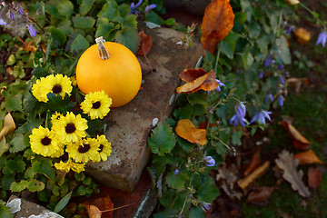 Image showing Chrysanthemum flowers with an ornamental gourd in a country gard