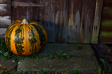 Image showing Large pumpkin on a step by a wooden door