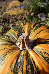 Image showing Green and orange striped pumpkin in a garden 