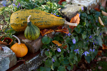 Image showing Ornamental gourds on a rustic rockery wall