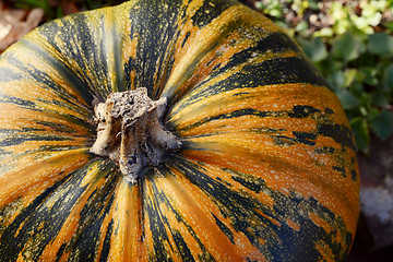 Image showing Close-up of a large orange and green pumpkin