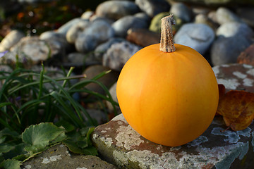 Image showing Close-up of orange gourd on a garden wall