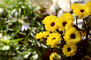 Image showing Small yellow chrysanthemum santini vimini flowers