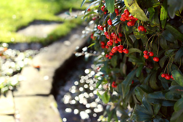 Image showing Red pyracantha berries in a rural garden