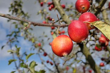 Image showing Malus Rosehip crab apples