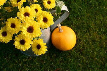 Image showing Bright yellow chrysanthemum blooms in a metal pitcher