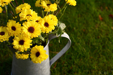 Image showing Yellow chrysanthemum flowers in a metal jug