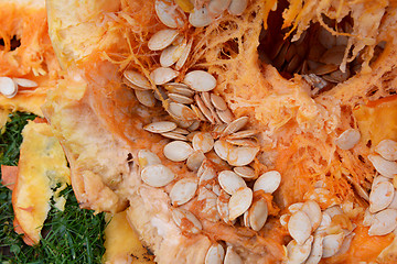 Image showing Numerous oval pumpkin seeds among stringy flesh