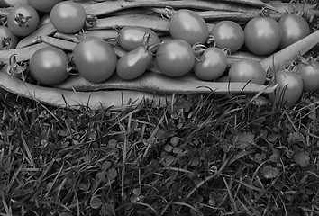 Image showing Row of tomatoes on runner beans