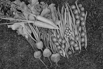 Image showing Selection of fresh produce from vegetable garden