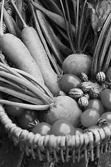 Image showing Fresh produce from a vegetable garden gathered in a basket 