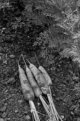 Image showing Freshly harvested carrots on the soil 