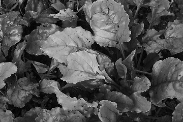 Image showing Dense foliage of beetroot plants