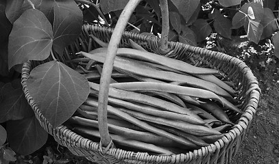 Image showing Woven basket filled with freshly picked runner beans