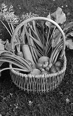 Image showing Wicker basket with a selection of allotment vegetables