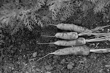 Image showing Four carrots newly harvested from vegetable garden