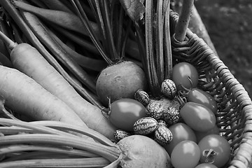 Image showing Freshly harvested vegetables from the allotment in a basket