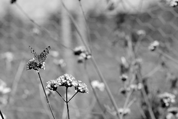 Image showing Comma butterfly sits on verbena flowers 