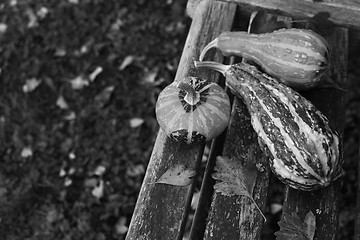 Image showing Three ornamental gourds among autumn leaves on wooden bench