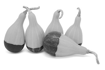 Image showing Group of five smooth-skinned, pear-shaped ornamental gourds