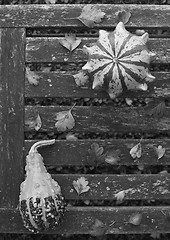Image showing Crown of Thorns and pear-shaped gourd on weathered bench