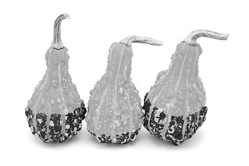 Image showing Three pear-shaped warty ornamental gourds 