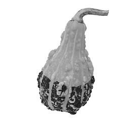 Image showing Pear-shaped ornamental gourd 