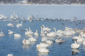 Image showing Beautiful white whooping swans