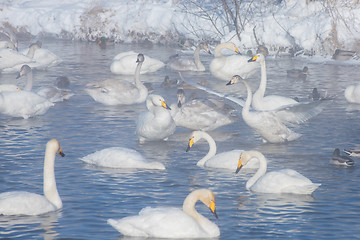 Image showing Beautiful white whooping swans