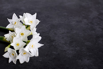 Image showing Fragrant white narcissus flowers on dark grey background