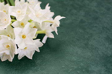 Image showing White narcissus flowers on mottled green background 