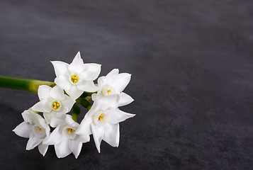 Image showing Stem of  white narcissus with six flowers