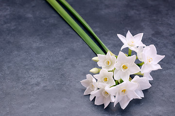 Image showing Two stems of small white narcissus flowers