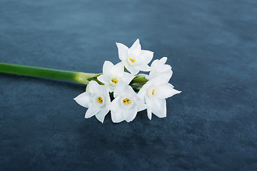 Image showing Single stem of delicate white narcissus flowers