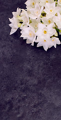 Image showing Bunch of fragrant white narcissus flowers 