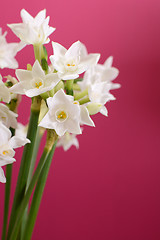 Image showing Blooming white narcissus against pink background