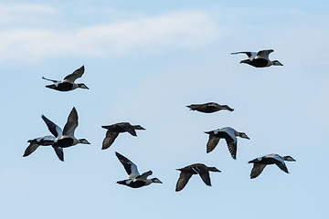 Image showing Flying Eiders om migration